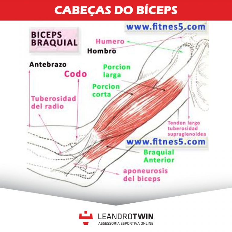 26cabecasdobiceps Leandro Twin Seu Treino OnlineLeandro Twin Seu Treino Online 26cabecasdobiceps Leandro Twin Seu Treino OnlineLeandro Twin Seu Treino Online